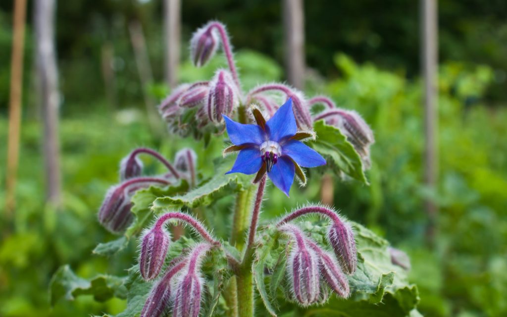 borage-plant-in-garden-081122