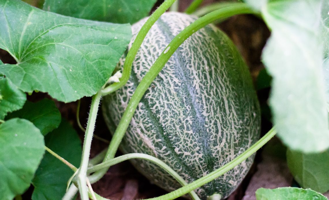 cantaloupe-companion-plants