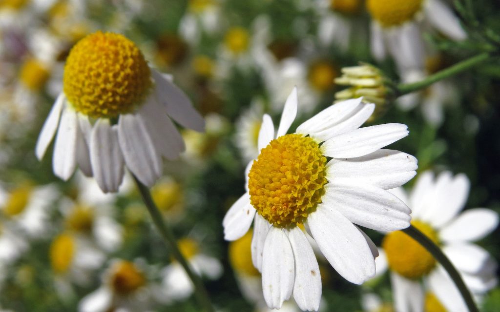 chamomile-plant-in-garden-081122