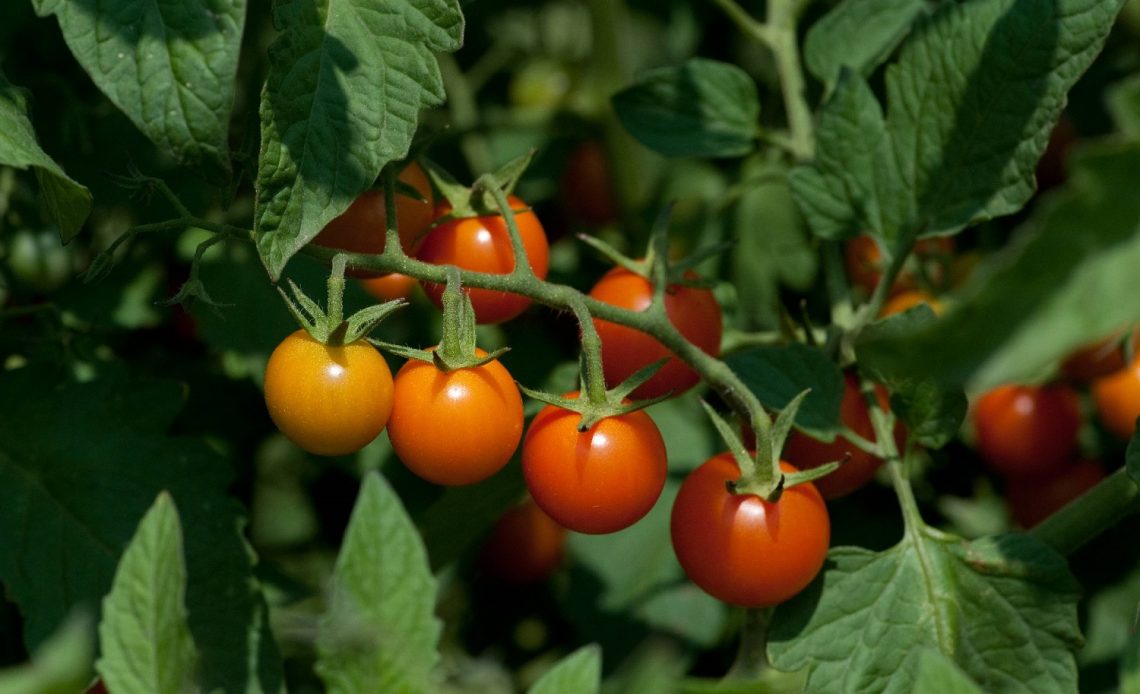 cherry-tomato-pruning