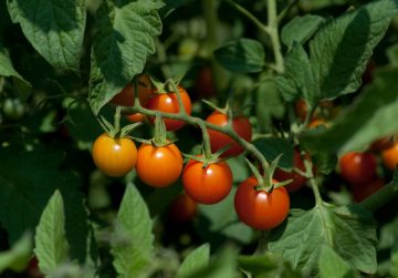 Cherry Tomato Pruning - Everything You Need To Know