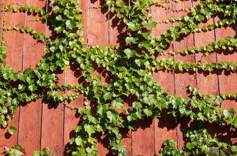 13 FastGrowing Climbing Plants For Fences