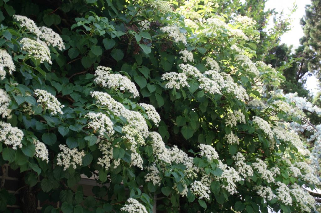 13 FastGrowing Climbing Plants For Fences