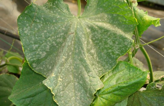 What Causes White Spots on Cucumber Leaves - and How to Prevent It