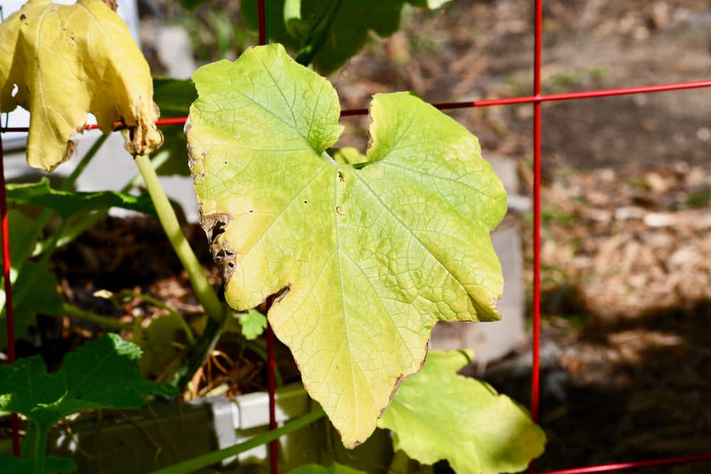 cucumber-leaves-turning-yellow