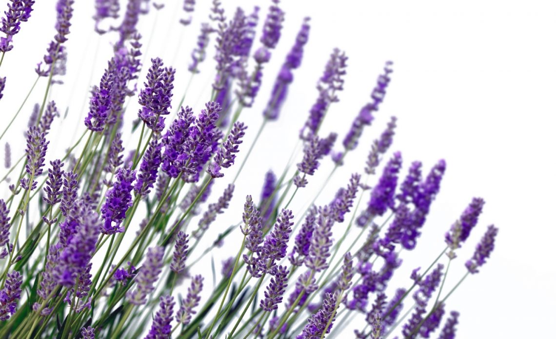 does-lavender-come-back-every-year