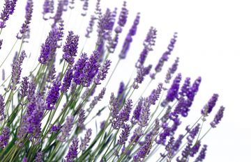 Does Lavender Come Back Every Year?