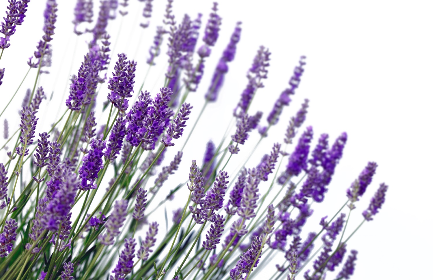 5 Tips to Grow Perfect Lavender 