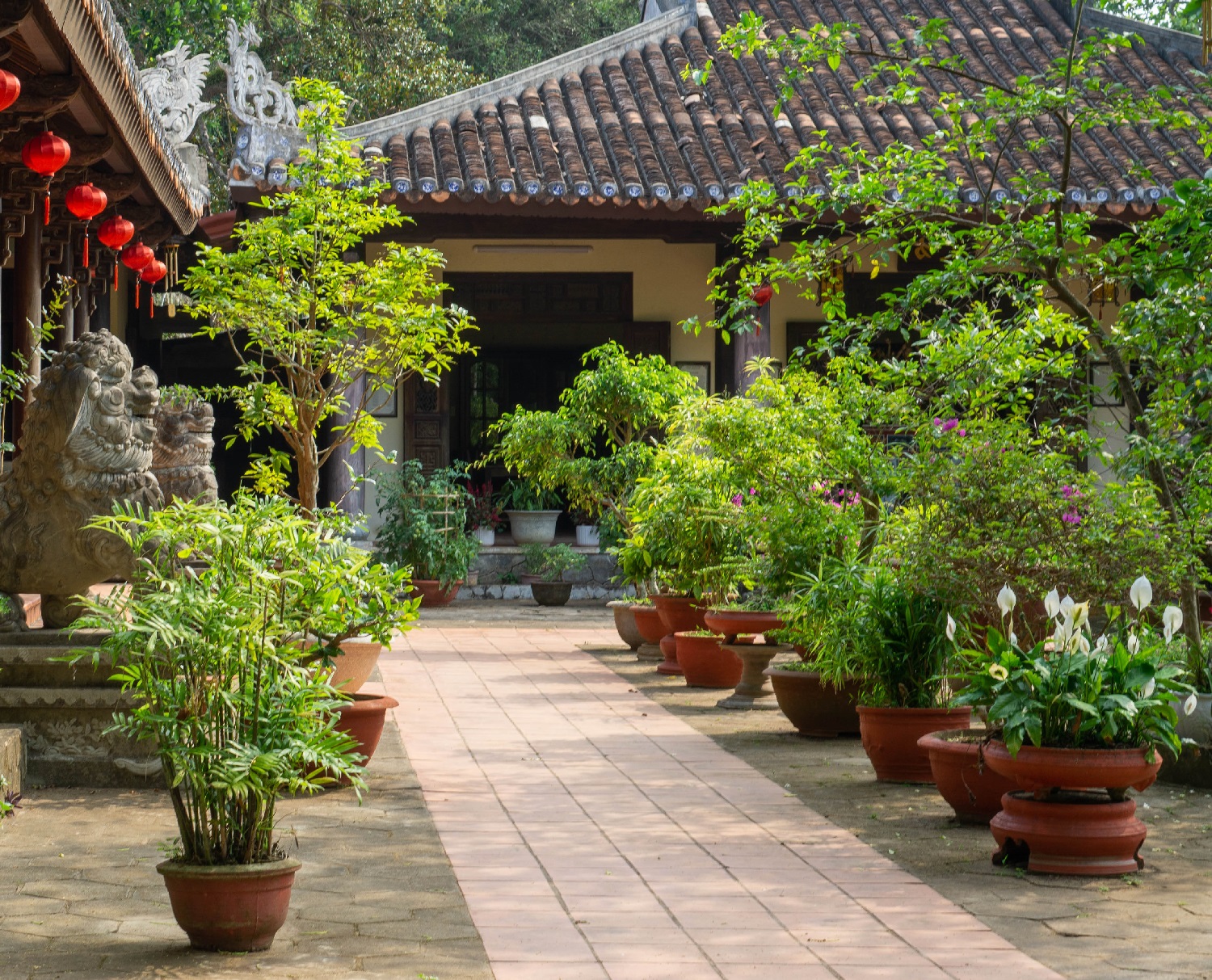 10 best dwarf trees for pots to grow in your yard