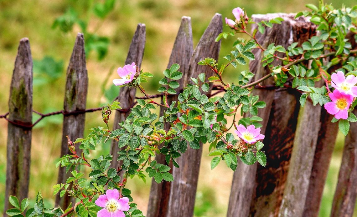 fast-growing-climbing-plants-for-fences