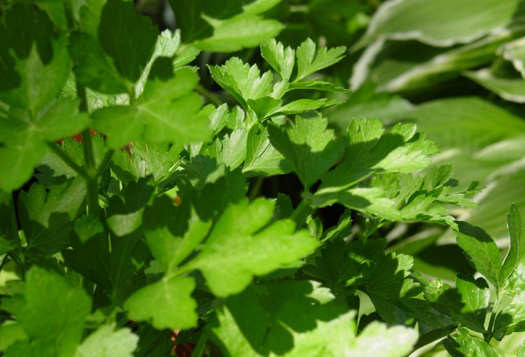 fresh-parsley-plant-in-garden-081122