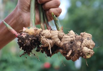 10 Ginger Companion Plants (and What to Avoid)