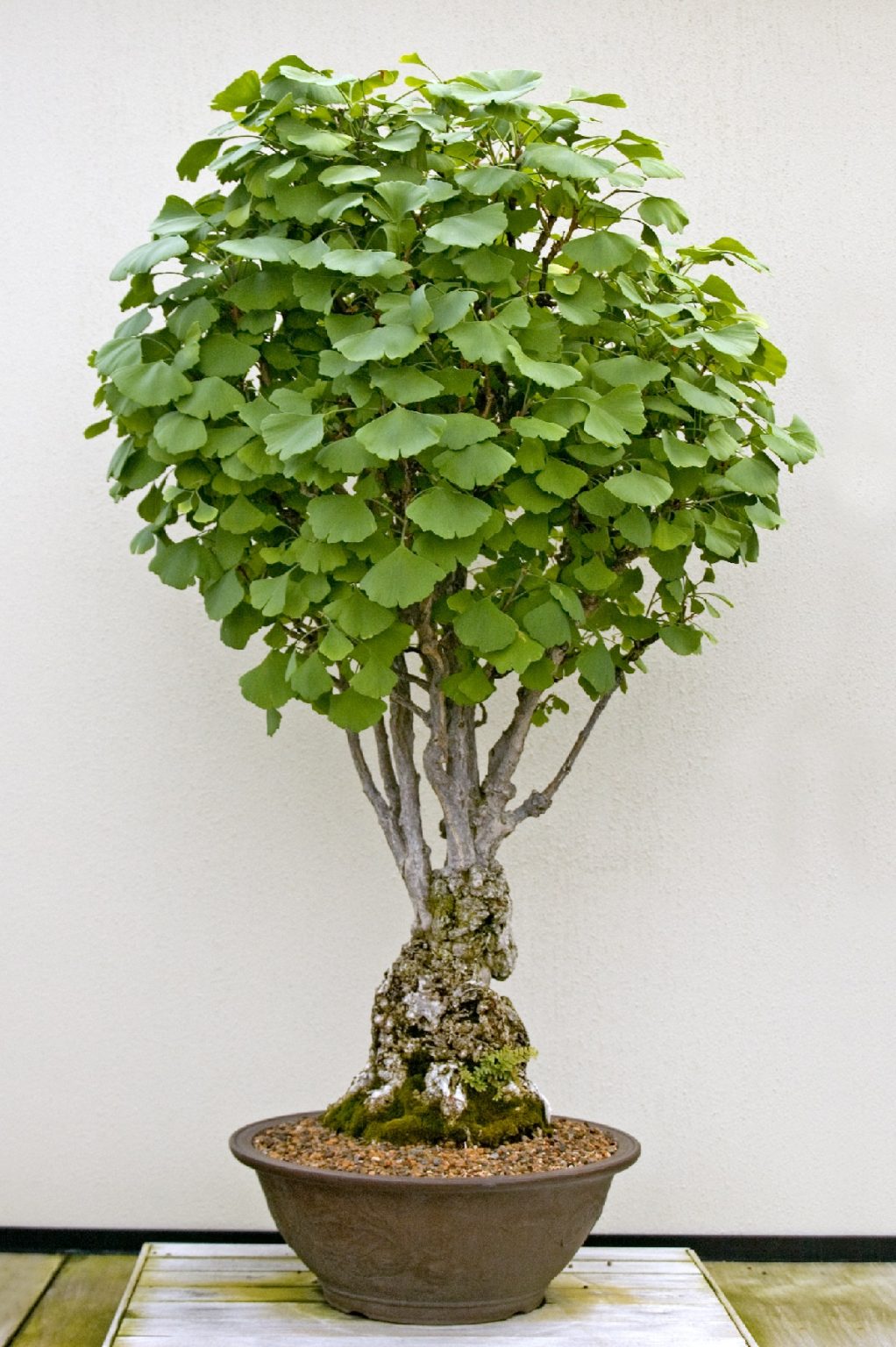 10 Best Dwarf Trees For Pots to Grow in Your Yard