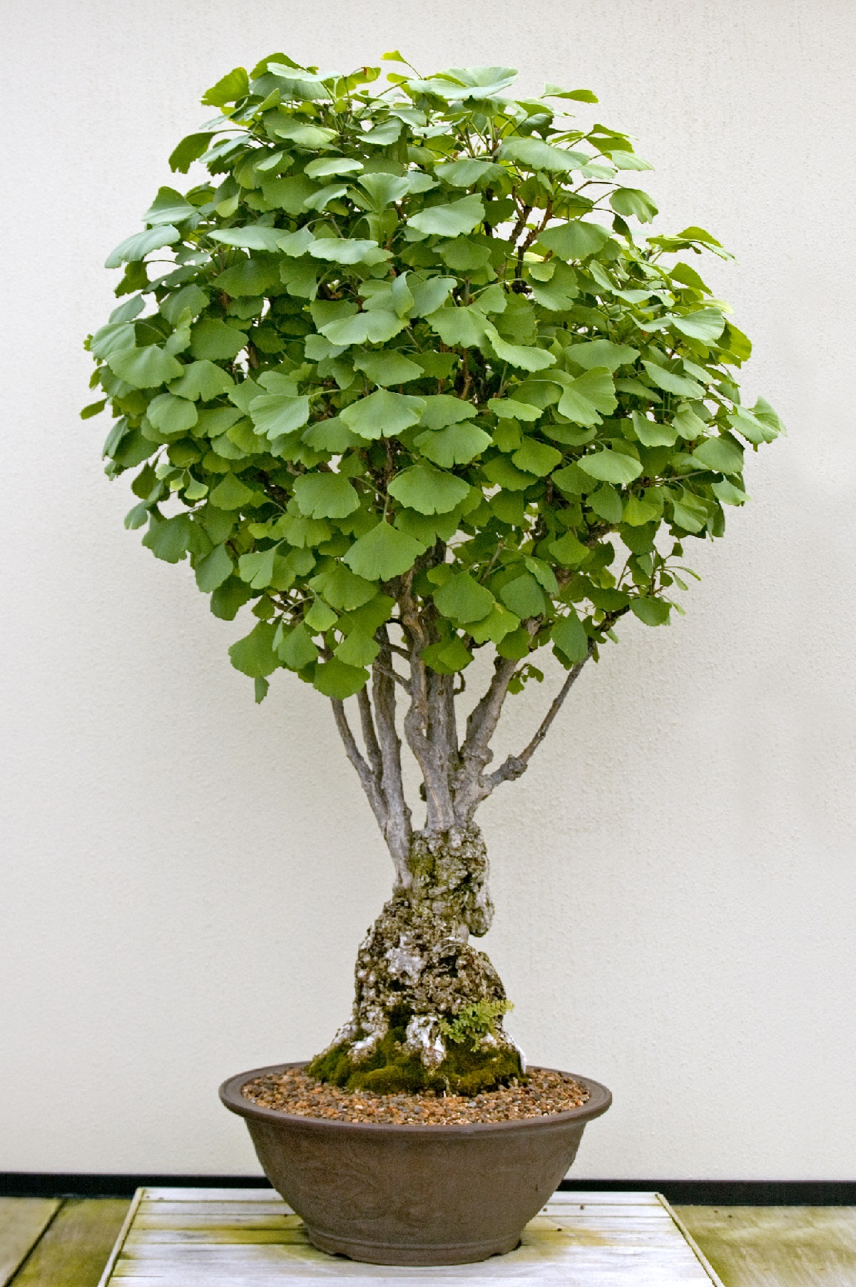 10 best dwarf trees for pots to grow in your yard