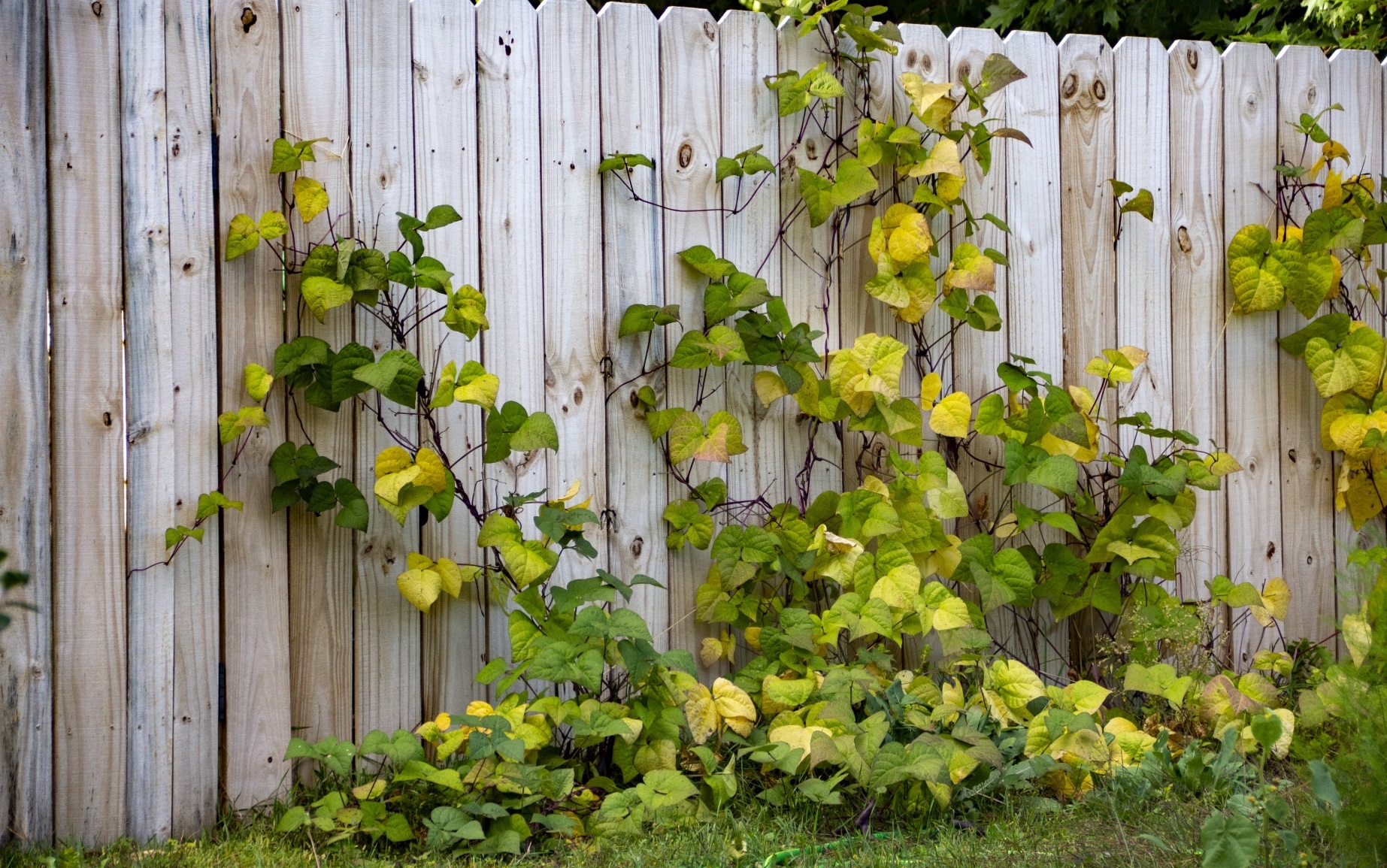 13 Fast-Growing Climbing Plants For Fences