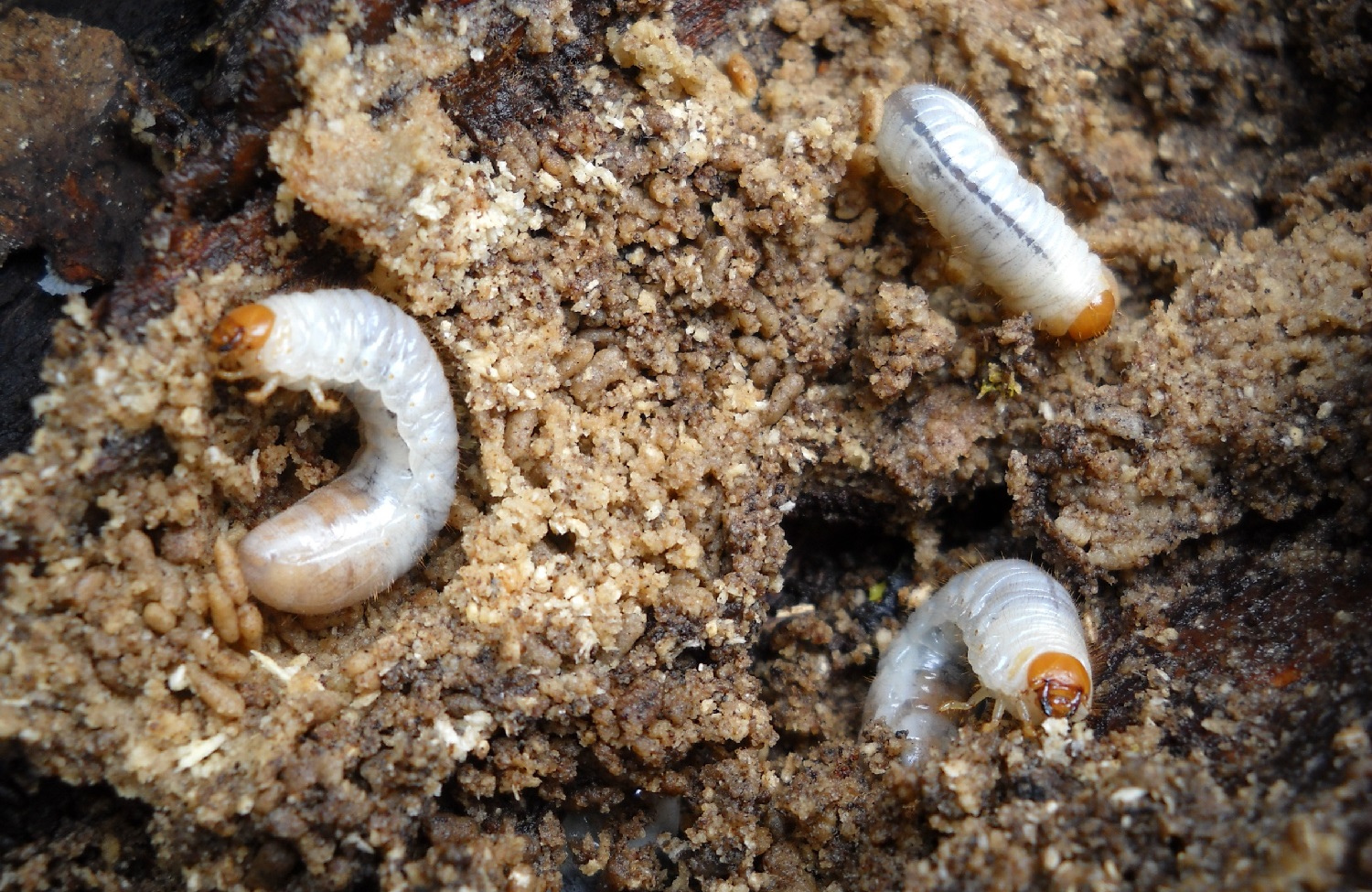 what-are-these-white-worms-in-my-soil