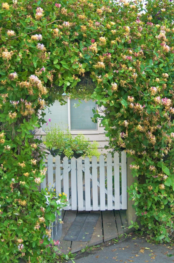 13 FastGrowing Climbing Plants For Fences