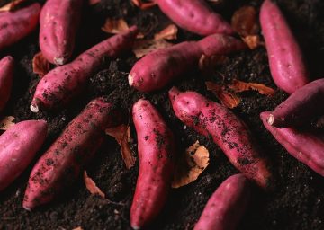 How Many Sweet Potatoes Per Plant Can You Expect?