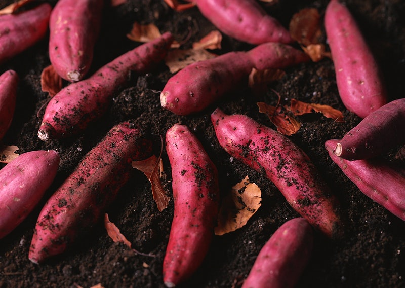 how-many-sweet-potatoes-per-plant