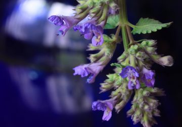 How To Deadhead Salvias To Help Your Plants Bloom