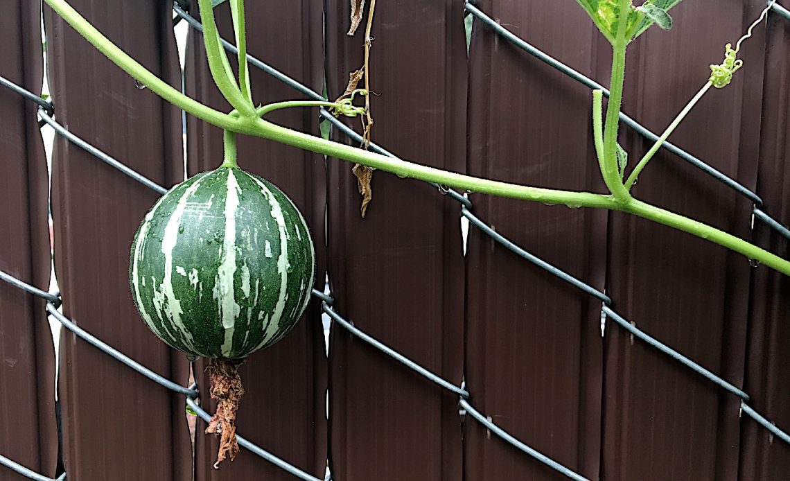 watermelons on the vine