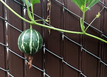 How To Grow Watermelon In A Small Space