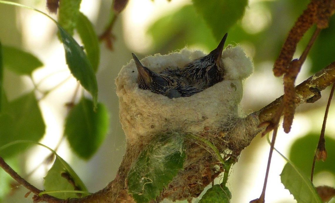 hummingbird-babies