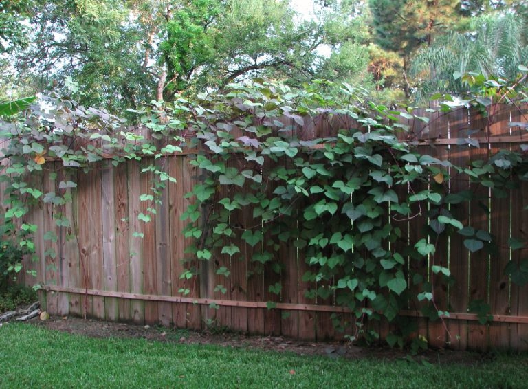 13 FastGrowing Climbing Plants For Fences