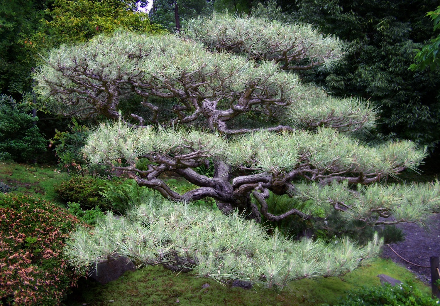 9 Must-Have Trees For Your Japanese Garden