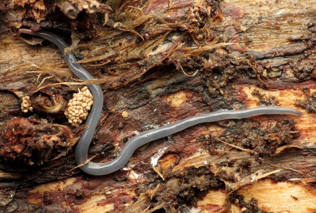 7 Types of Bad Worms in Garden Soil That You Need To Watch Out For