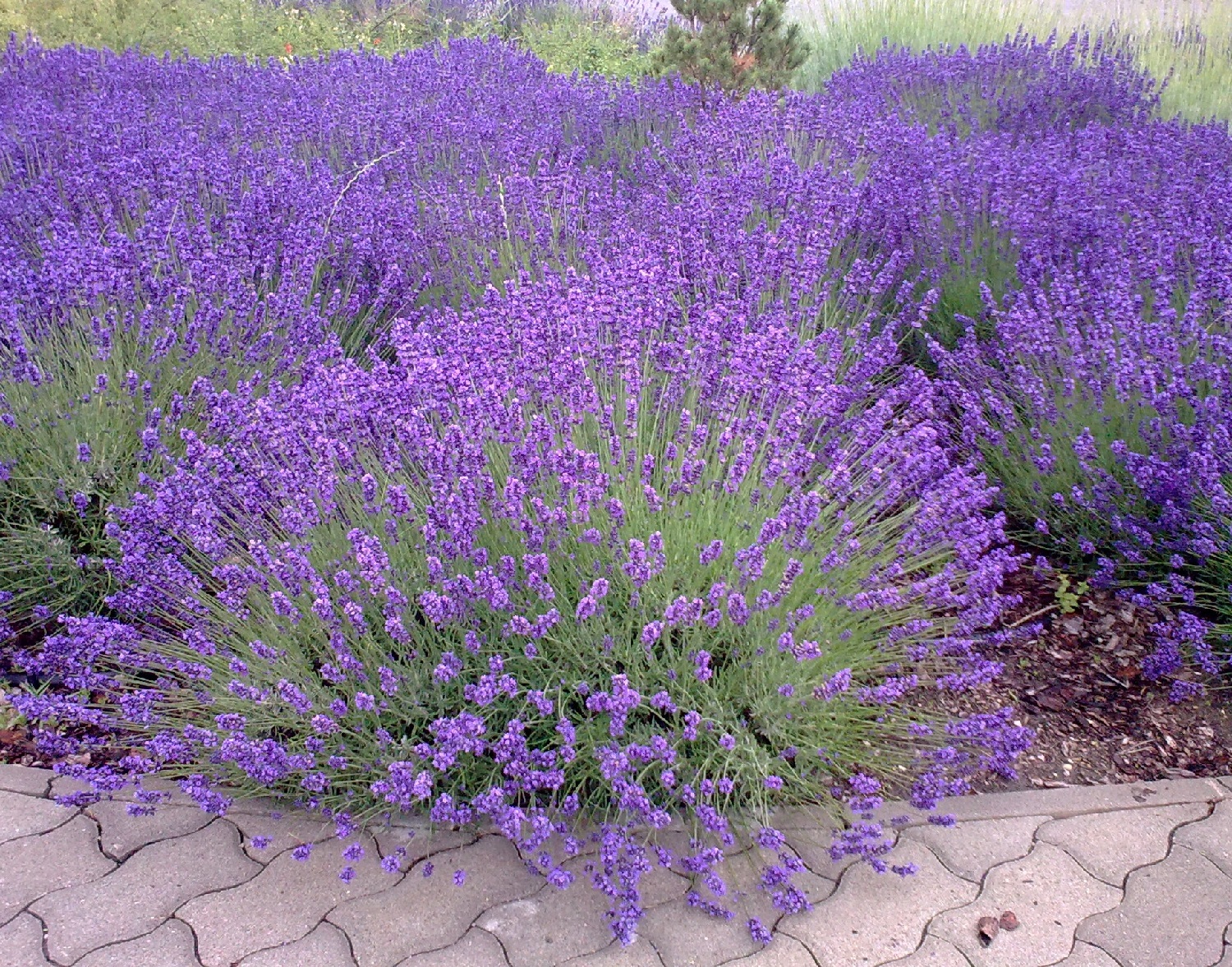 russian-sage-vs-lavender-what-s-the-difference