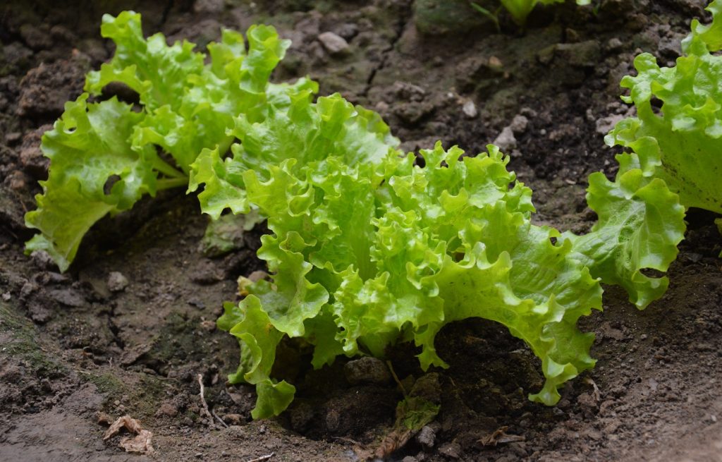 What to plant where potatoes were?