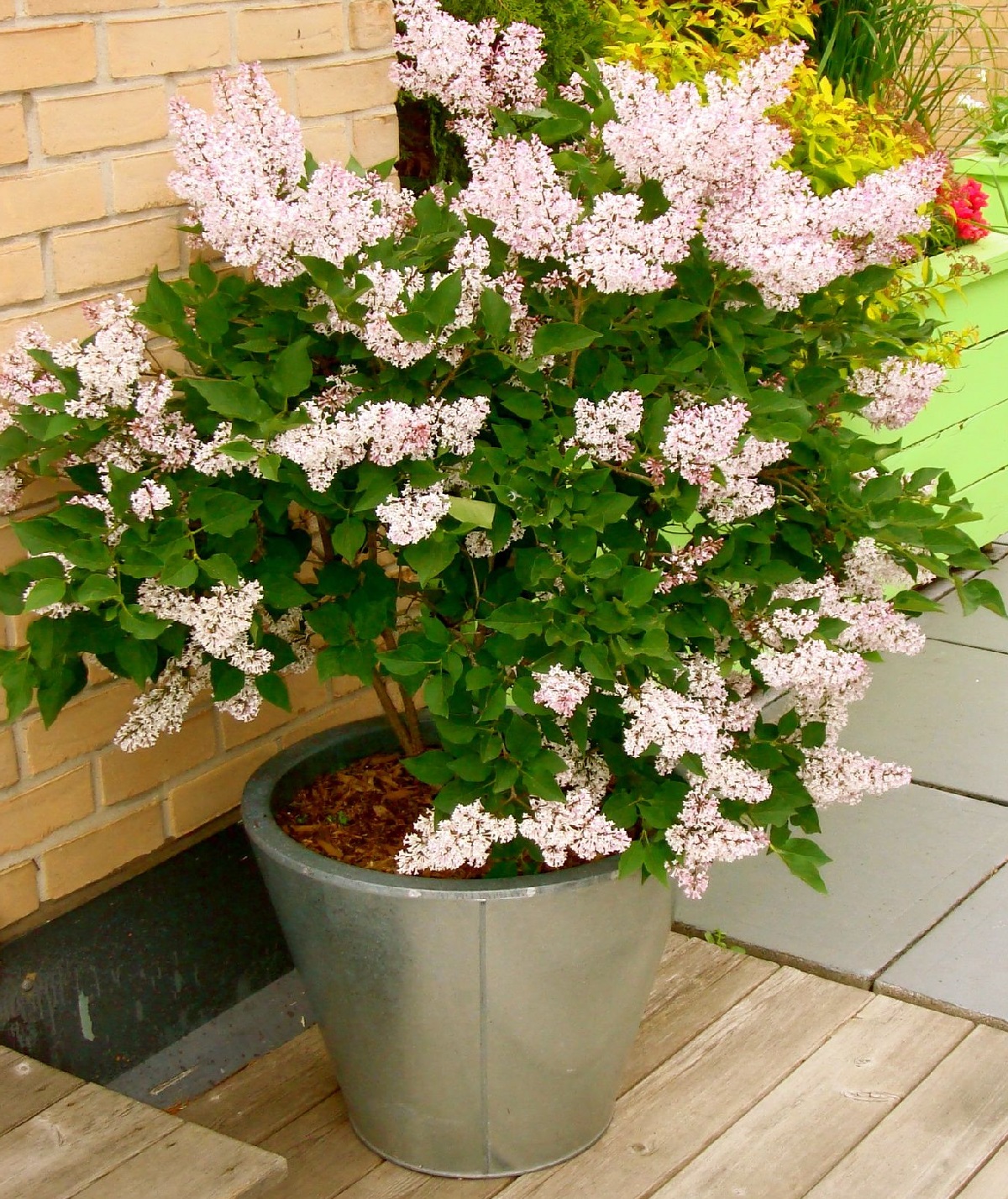 Dwarf Trees For Pots