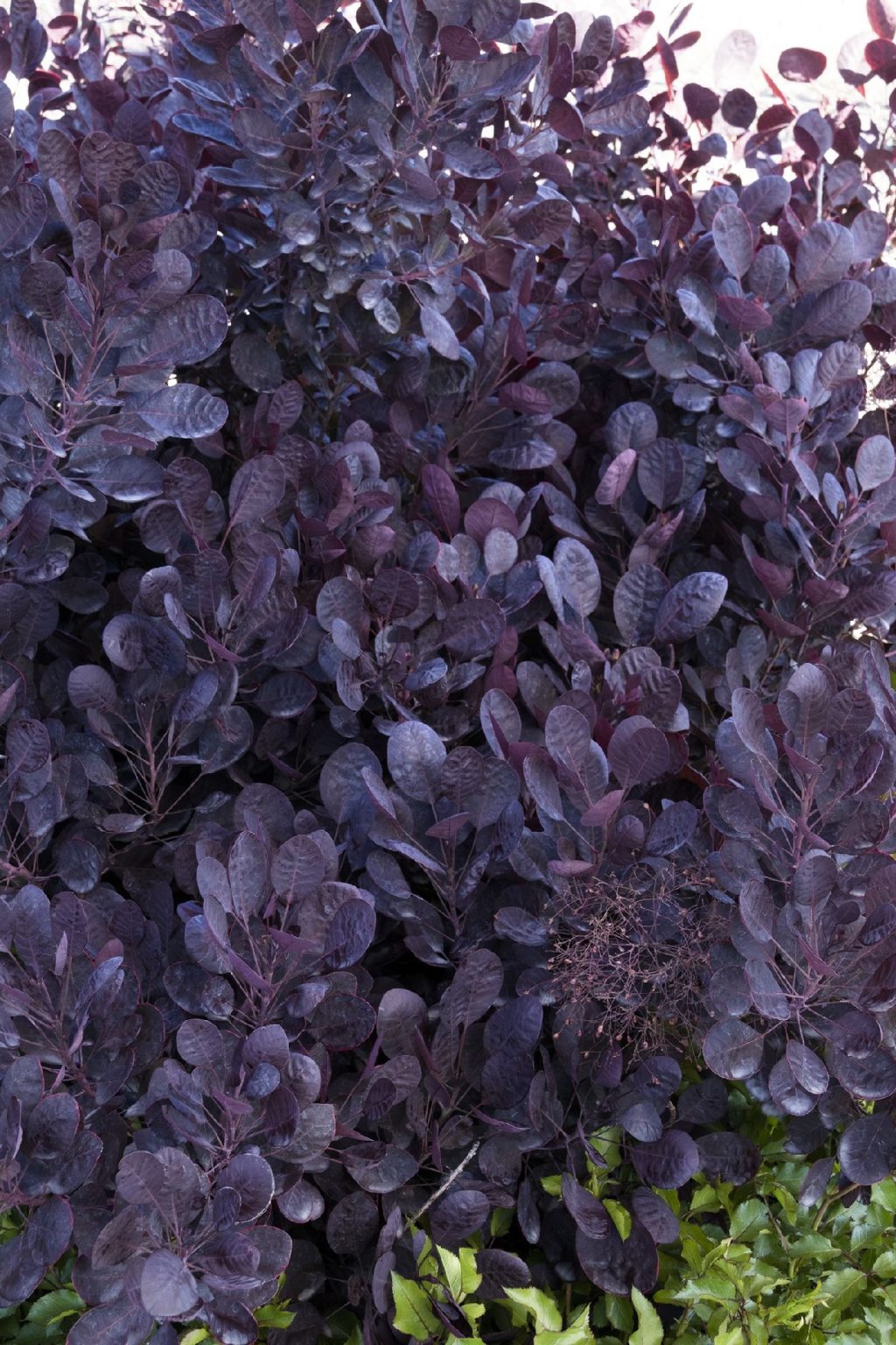 10 Purple Evergreen Shrubs For Your Yard