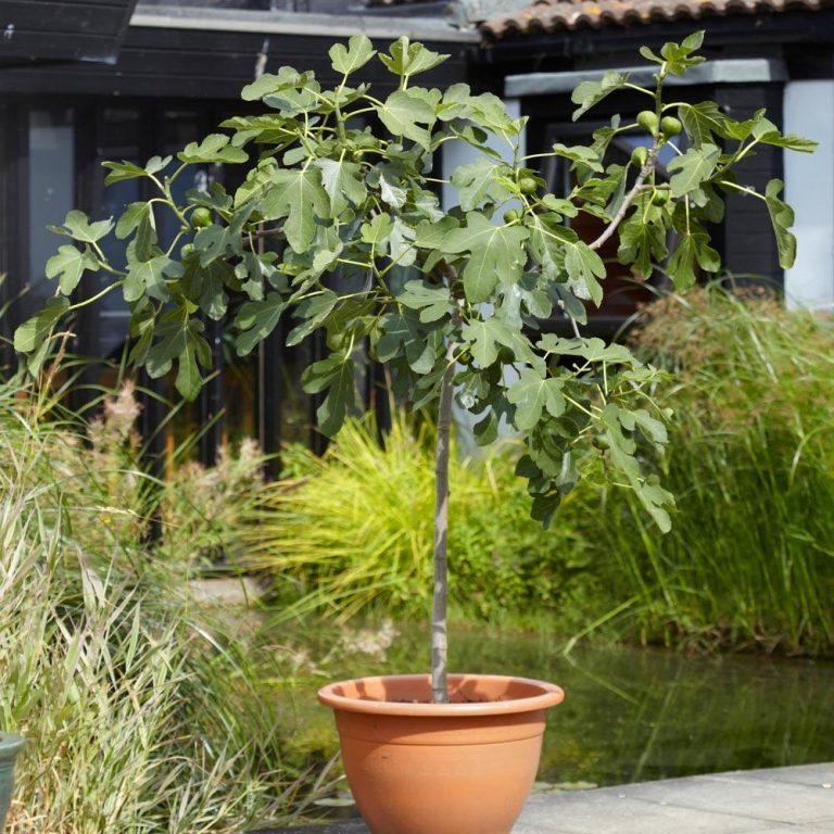 The 9 Best Small Trees For Pots In Full Sun