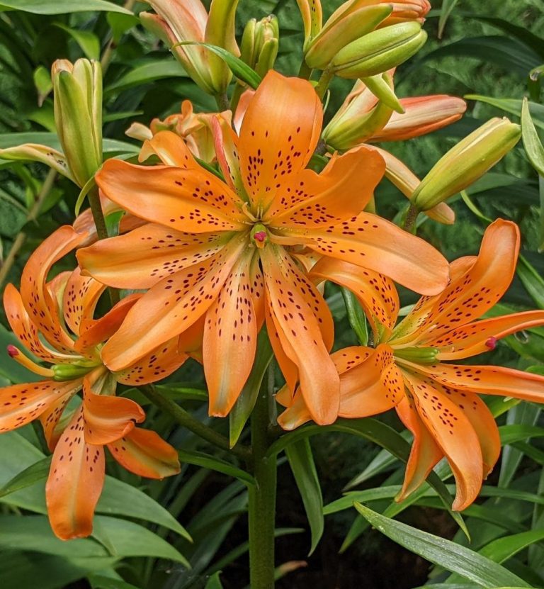 10 Types Of Orange Lilies And How To Care For Them