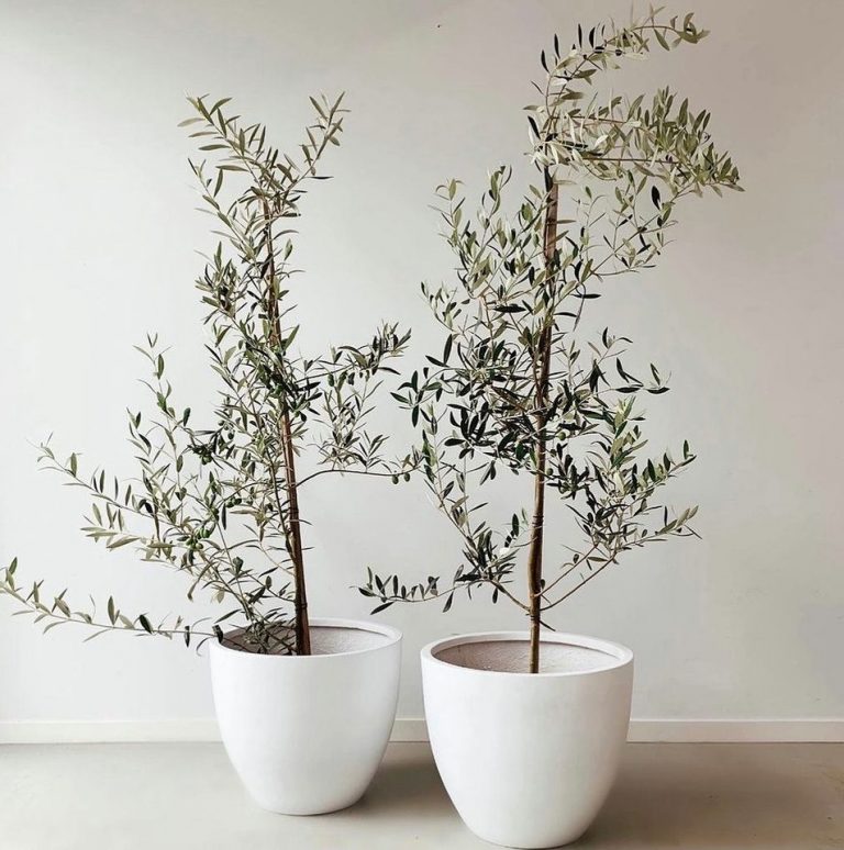 10 Best Dwarf Trees For Pots to Grow in Your Yard