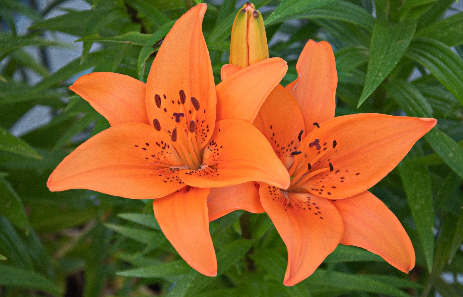 10 Types Of Orange Lilies And How To Care For Them