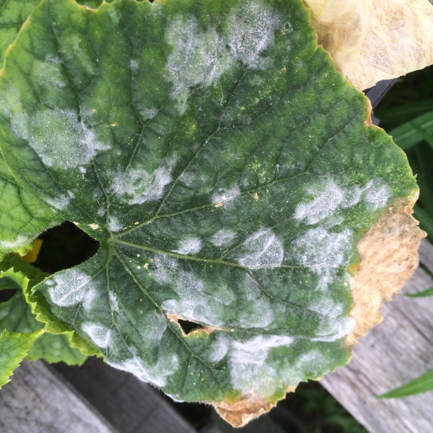 what-causes-white-spots-on-cucumber-leaves-and-how-to-prevent-it