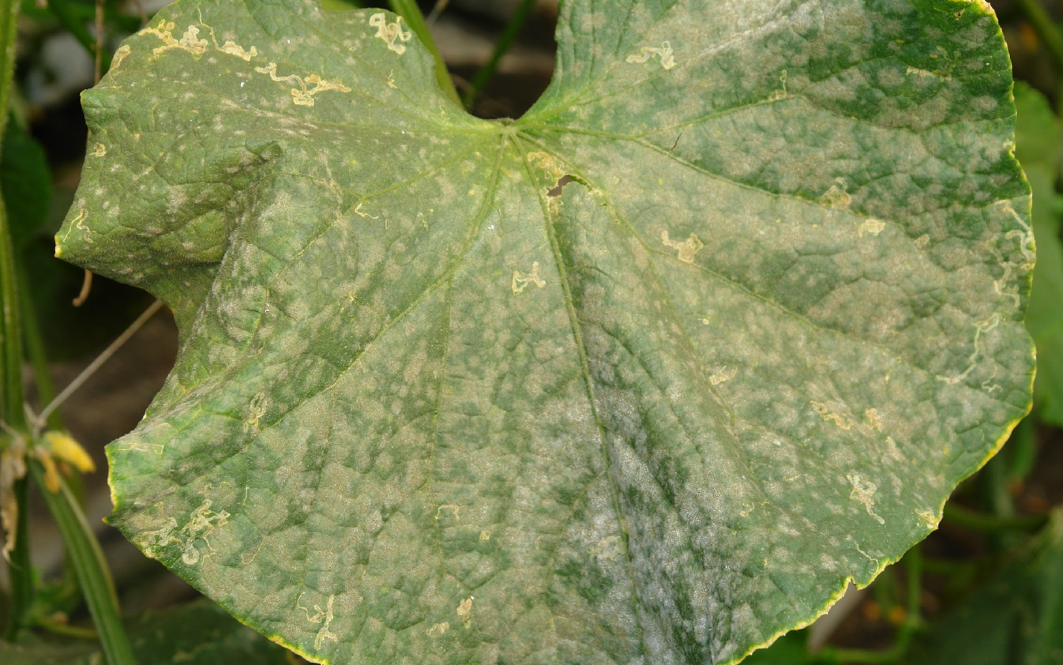 what-causes-white-spots-on-cucumber-leaves-and-how-to-prevent-it