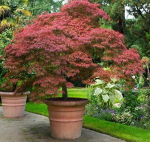 The 9 Best Small Trees For Pots In Full Sun