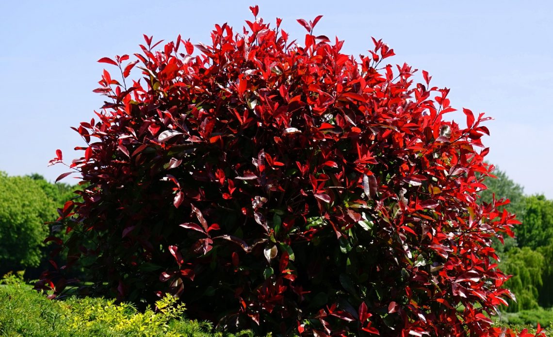 red-evergreen-shrubs
