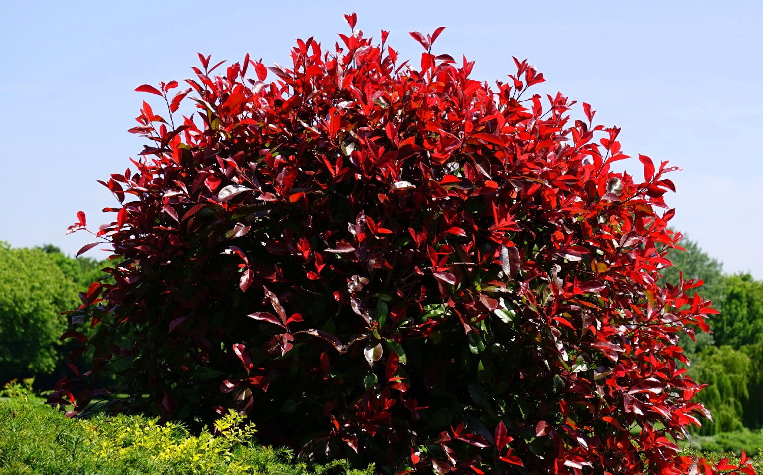 9 Red Evergreen Shrubs For Your Yard