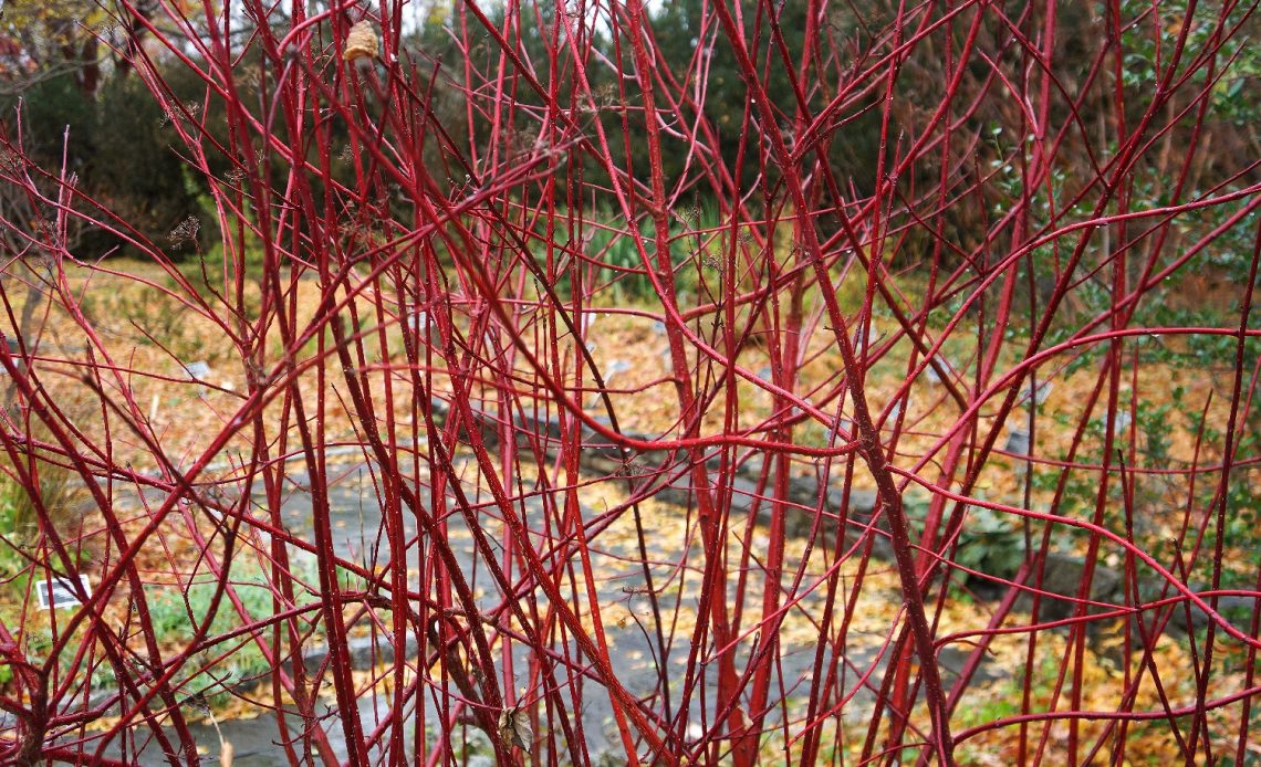 red-twig-dogwood-companion-plants