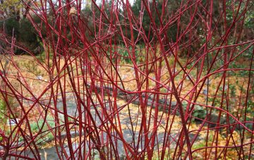 9 Best Red Twig Dogwood Companion Plants