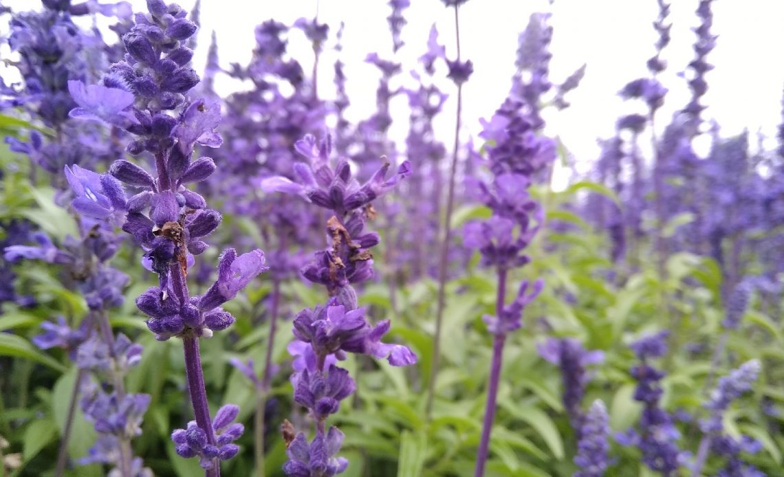 Russian Sage Vs. Lavender: What’s The Difference?