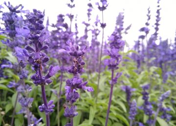Russian Sage Vs. Lavender: What’s The Difference?