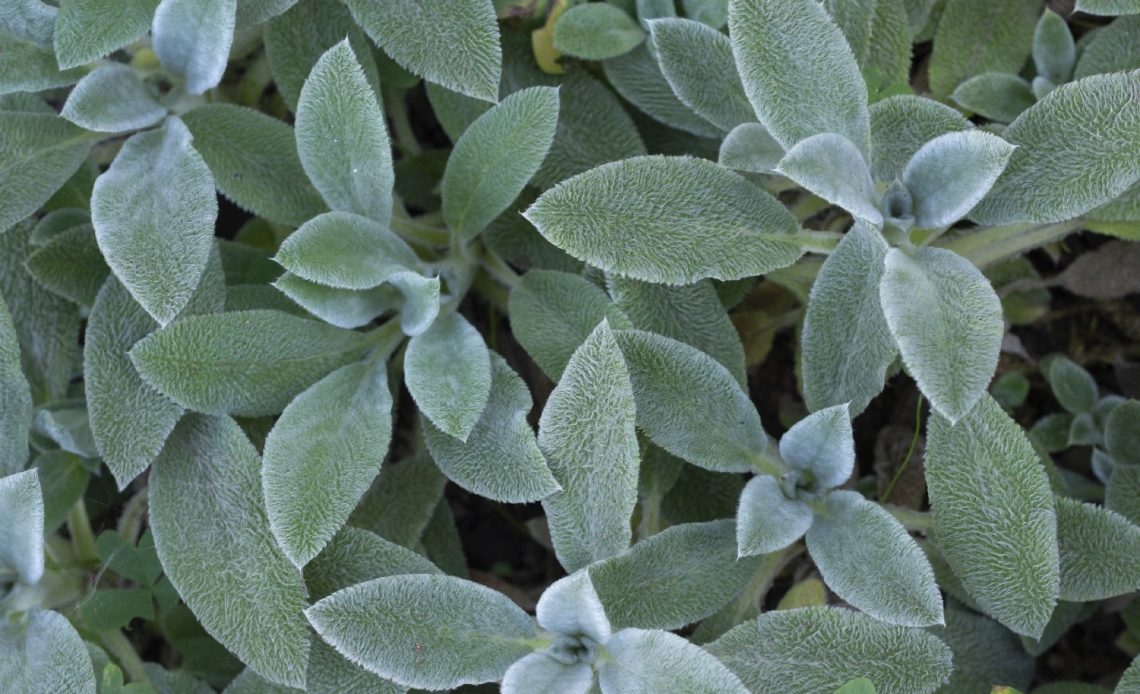 sage-companion-plants