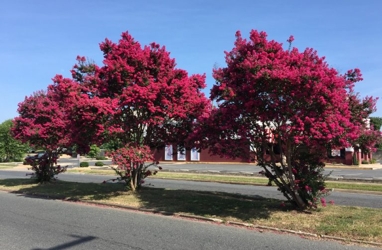12 Small Trees That Grow In Shade for Your Yard