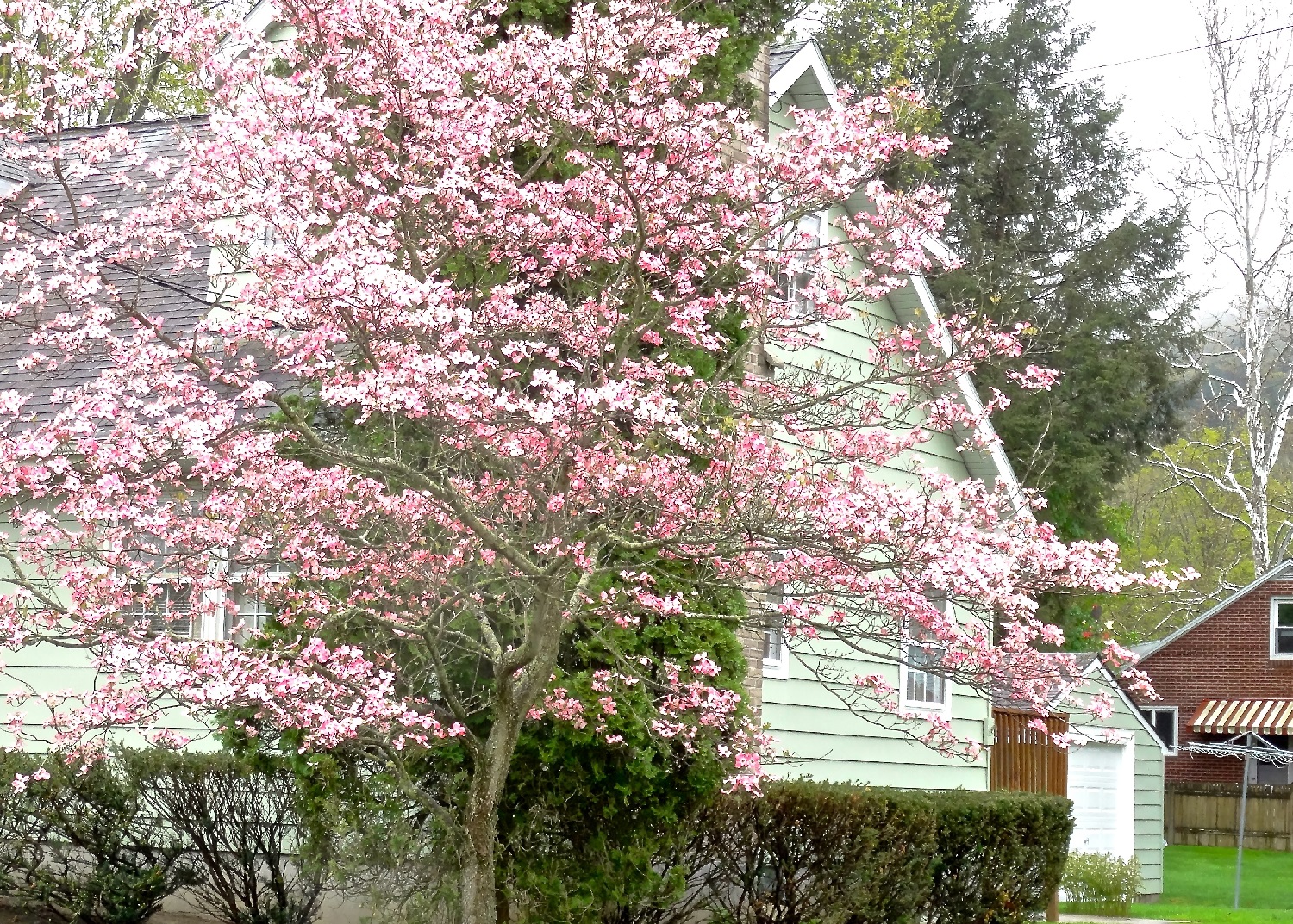 12 Small Trees That Grow In Shade for Your Yard